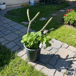 Planta