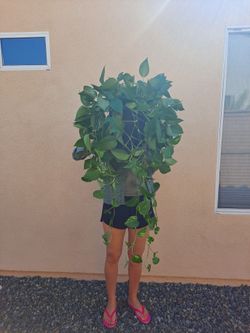 Pothos plant
