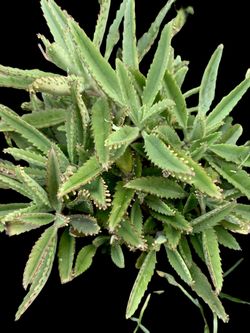 Mother of Thousands - Multiple Sizes Available!