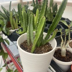 Stapelia ⭐️ Plants 🪴 Star Flowers With Ceramic Pot 