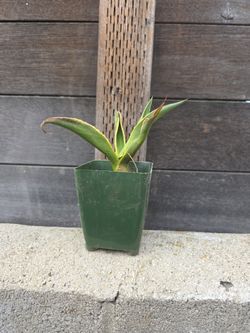 Agave desmetiana 'Variegata' / Variegated Smooth Agave