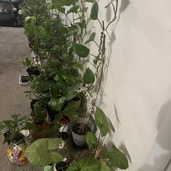 Indoor Plants 🪴 