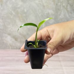 #8 Established Monstera Burle Marx Flame (Tissue Culture) 