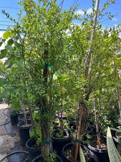 Pomegranate fruit trees
