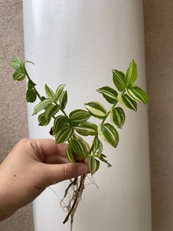 Tradescantia green plant CUTTING- active roots