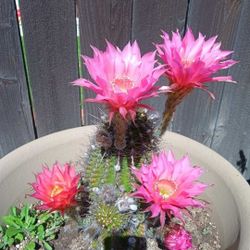 Caja Para Meter  Gayinas 