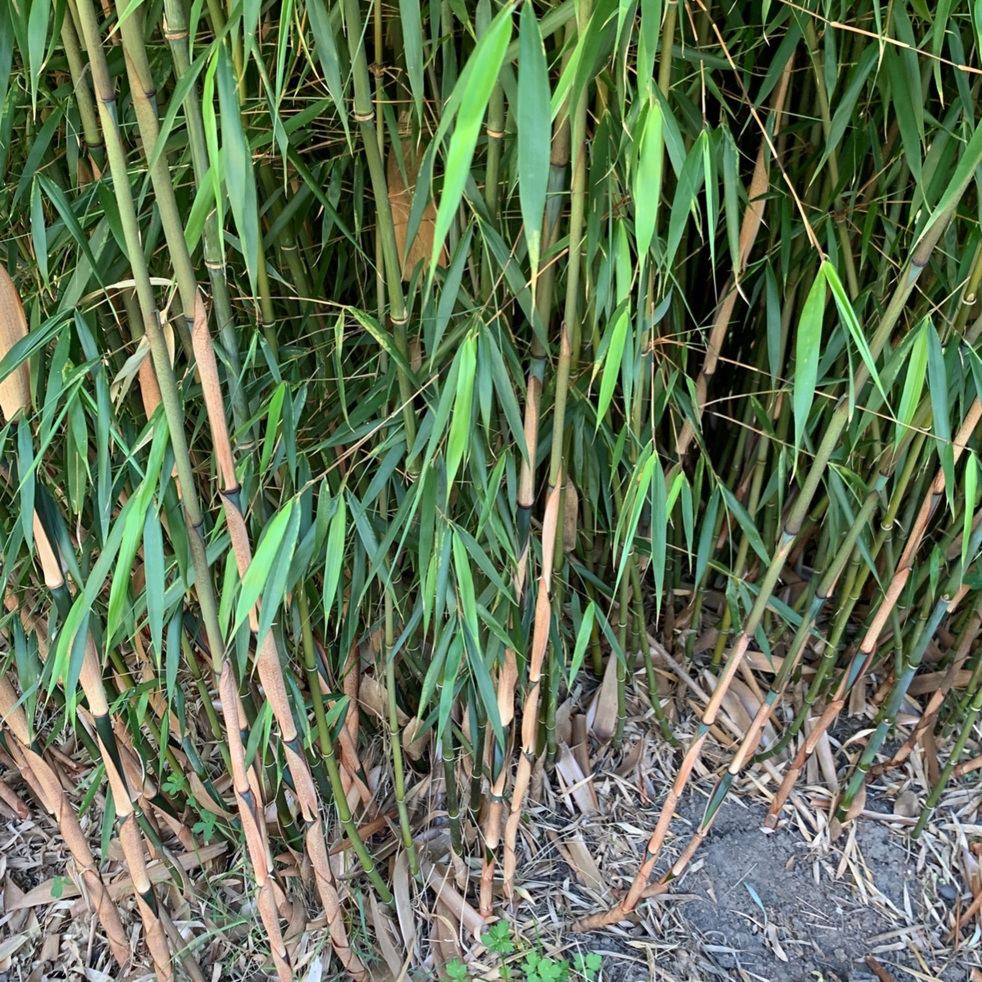 Bamboo ,clumping