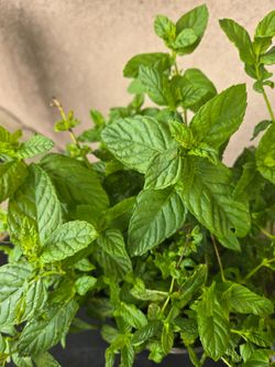 Spearmint