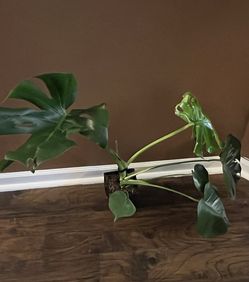 Monstera Deliciosa Plant