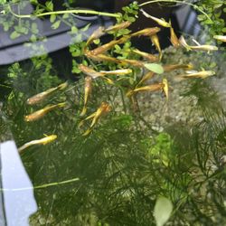 Aquarium Decoration For Gold Guppies Tank.