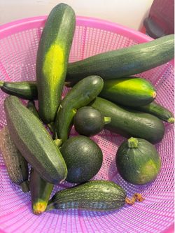 Calabacitas tiernas.  1$ la libra