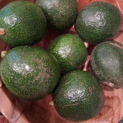 Large Avocados