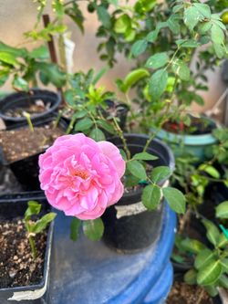 Hybrid Pink Tea Rose Flower Plant