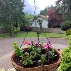 Hanging Baskets 
