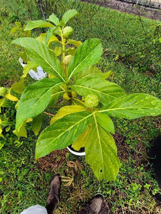 Noni Plant, Potted And Flowering