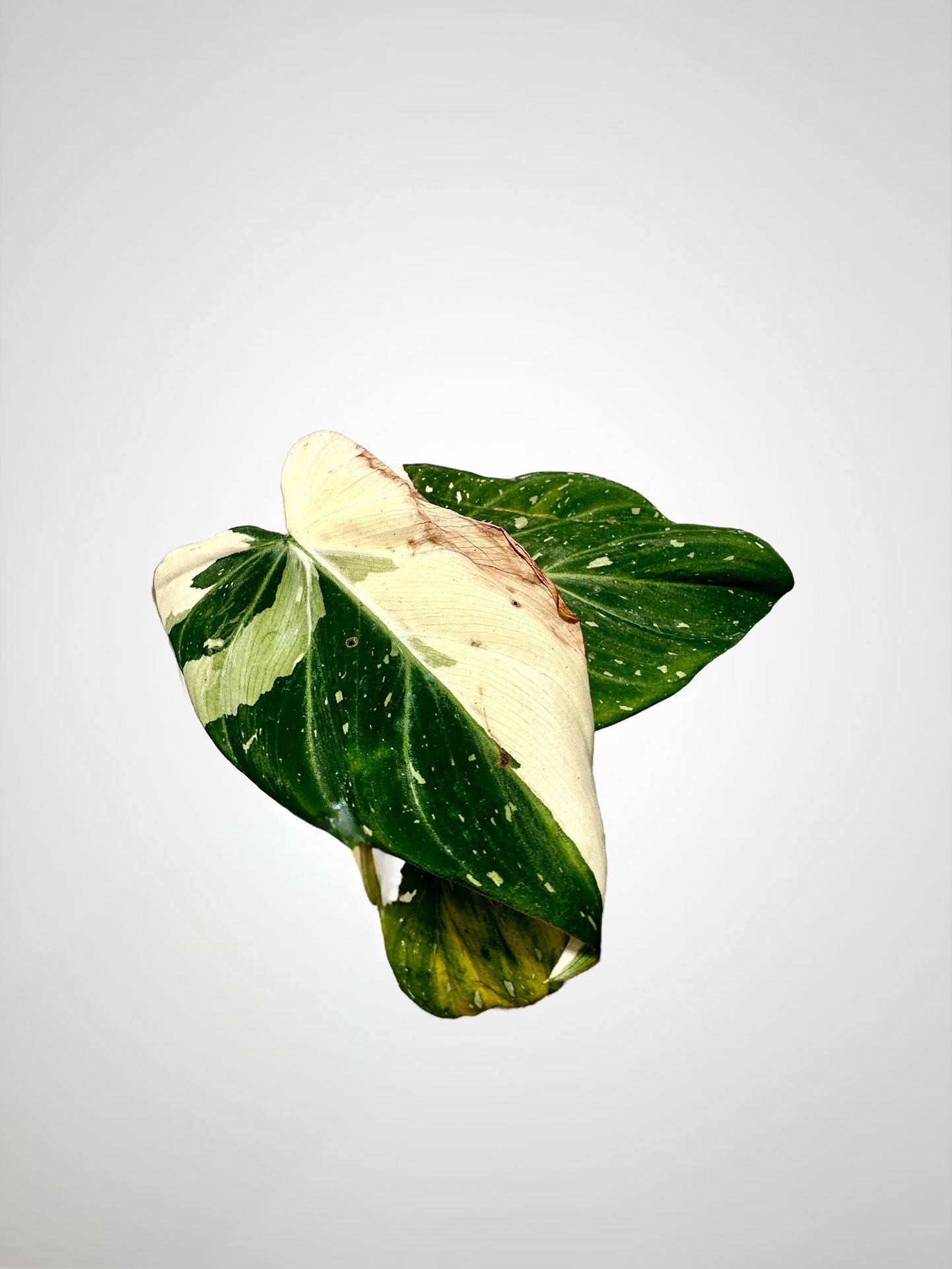 Variegated Philodendron Gloriosum