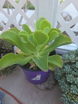 Green Succulent Plant in Pot