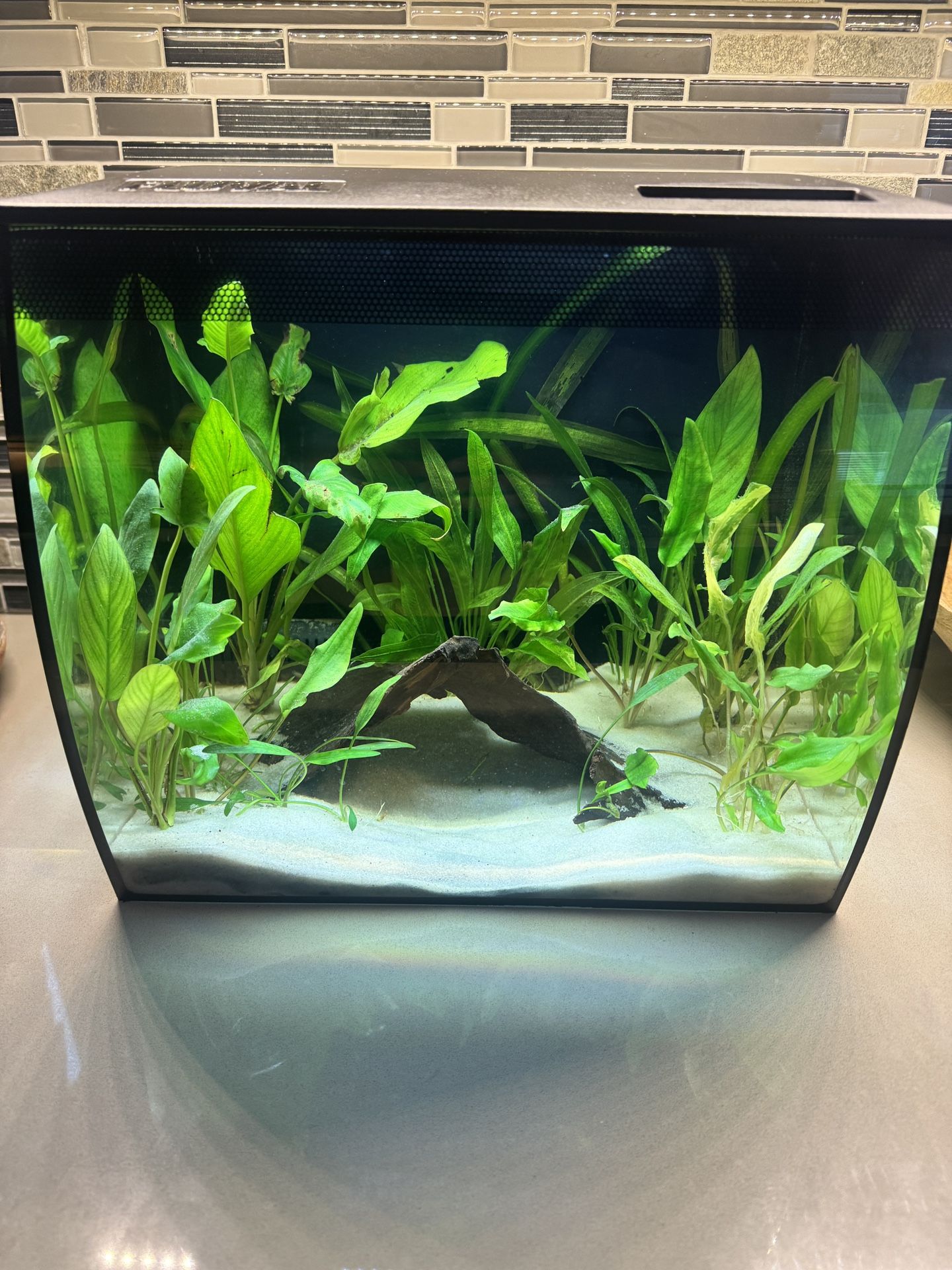 Fluval 9 Gallon Aquarium