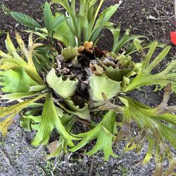 Platycerium coronarium