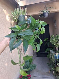 Epipremnum Baltic Blue Pothos Plant $18