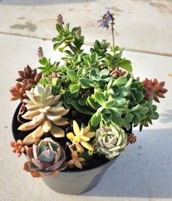 Large beautiful potted succulents arrangement!