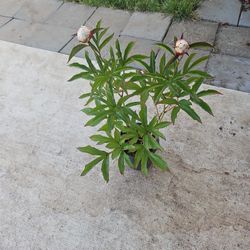 Peonia New   $10.00 & 12.00