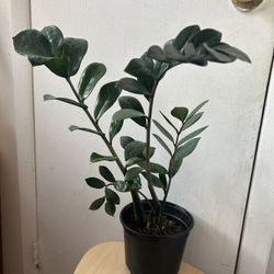 I Don’t Reply To !Hi,Is This Still Available ‼️Read The Description ⬇️  ZZ Plant 