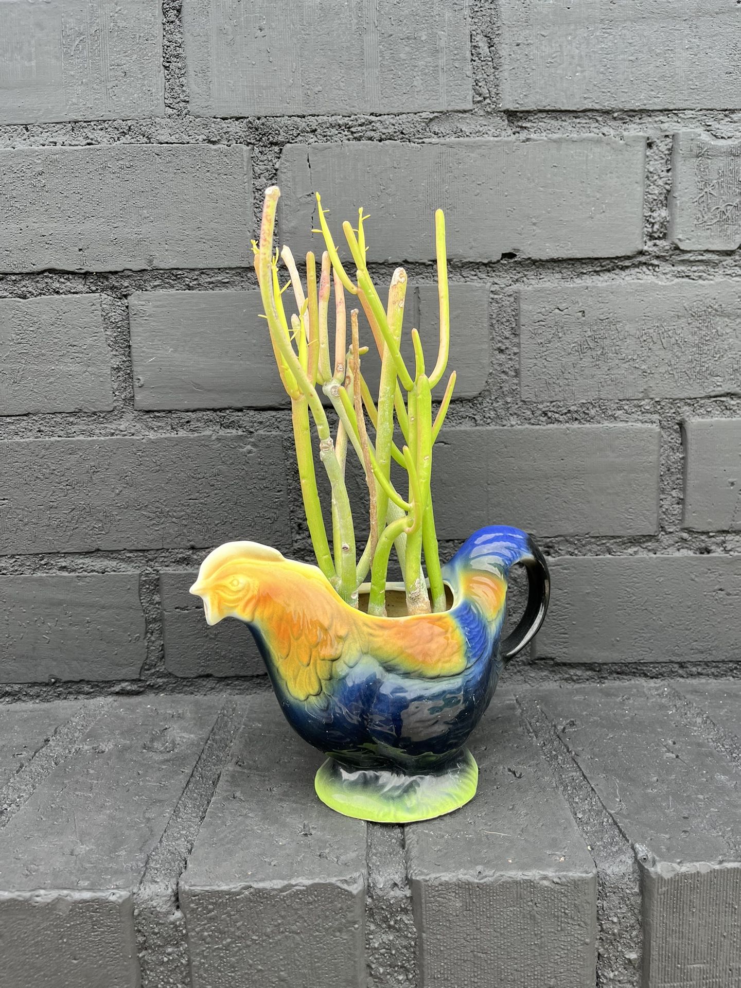 Succulents
