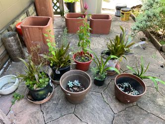 Plants