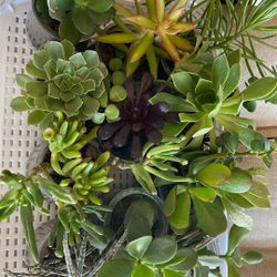 Succulent Starters 