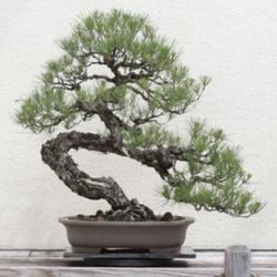 Bonsai Tree Seed Grow Kit - Japanese Black Pine