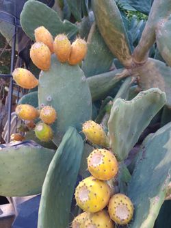 Cactus Pears