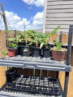 Banana Trees $5