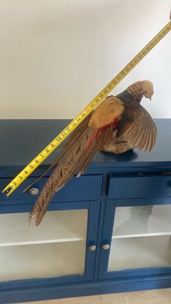RED GOLDEN PHEASANT taxidermy