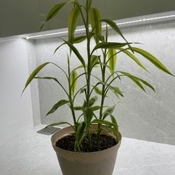 Lucky Bamboo 28” height