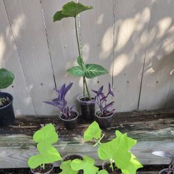 Assorted Plants Available  3 Each Or 2 For 5. 