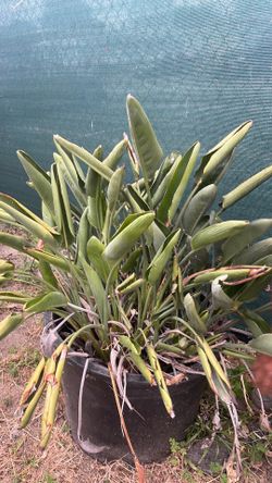 Strelitzia reginae ( bird of paradise)