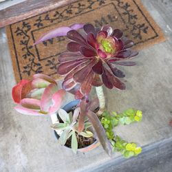 Succulent 