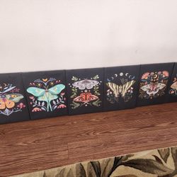 Moth Pictures 
