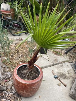Palm Tree In Pot
