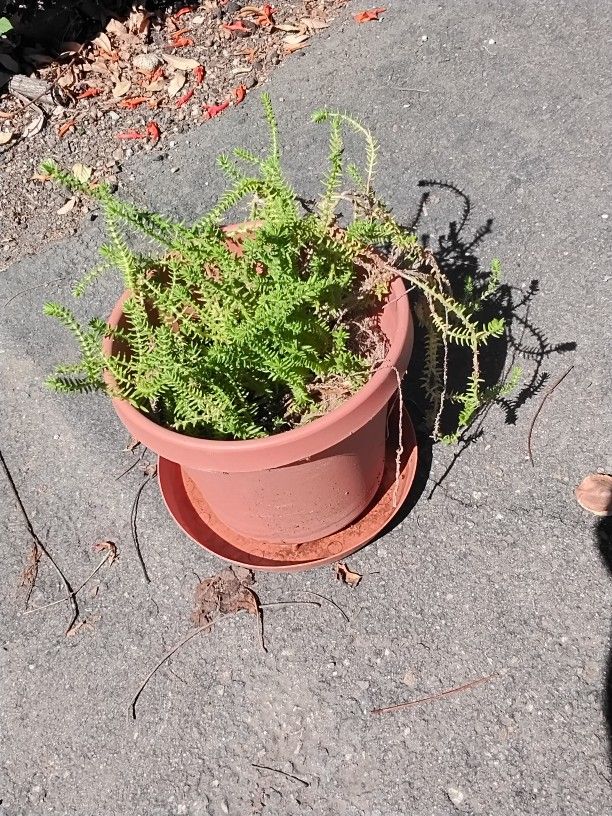 Succulent With Drain Plate