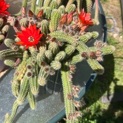 Peanut Cactus Plant Succulent 