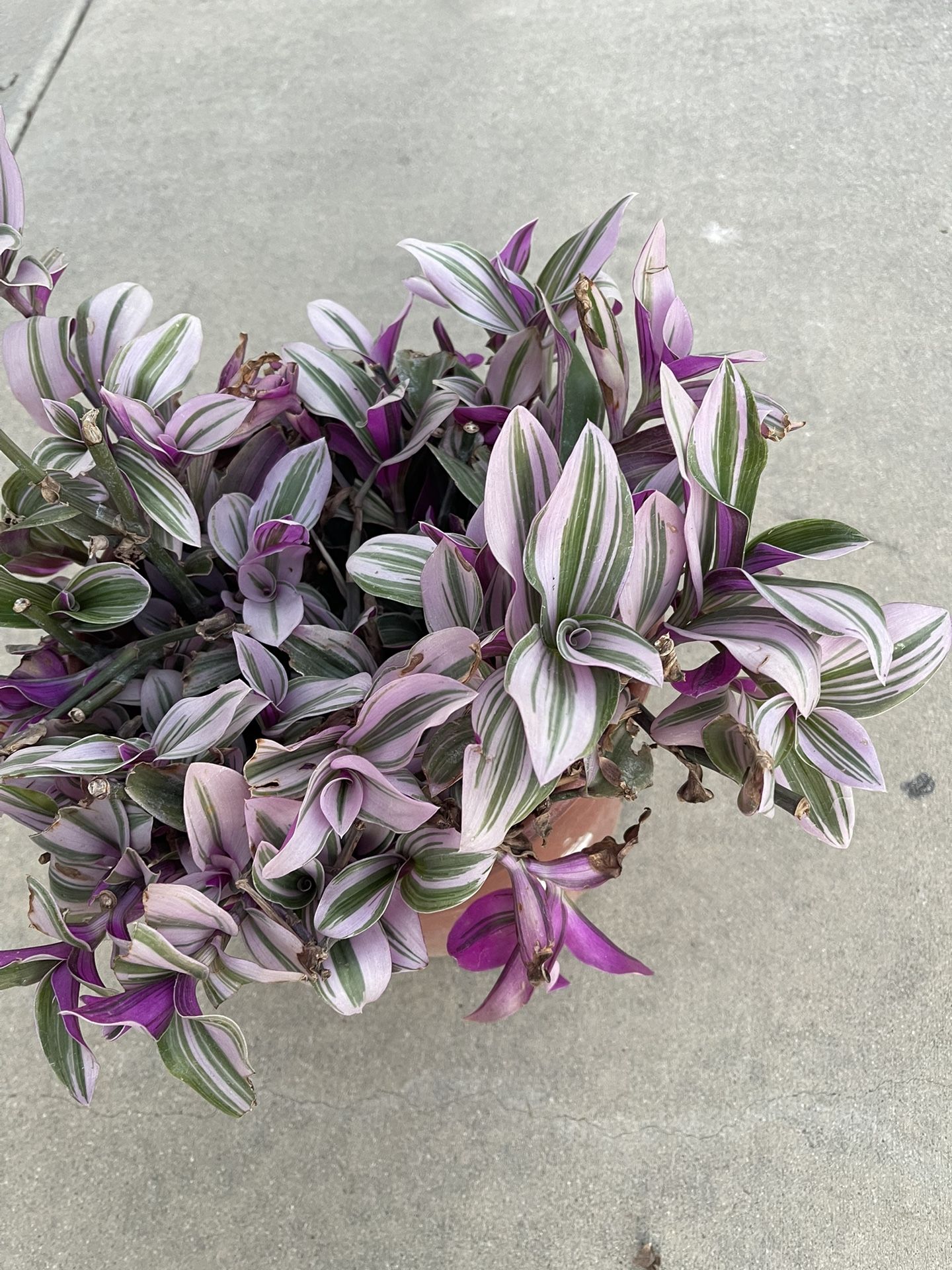 Tradescantia Nanouk Plant