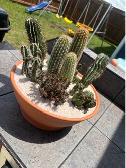 Living centerpiece