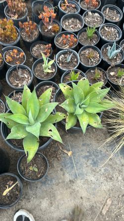 Foxtail agave