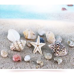 Tiny Shells For Art, Crafts, Nails
