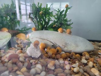 Aquarium/Fish Tank CONTENTS 