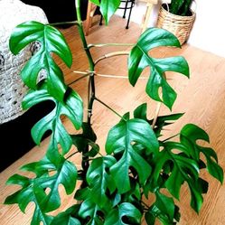 Lush Rare  Tetrasperma rhaphidophora mini Monstera Plant/ House Plant/ Indoor Plant Flower Patio Garden 