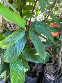 Planta