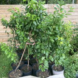 Fruit Trees Floyd Zaiger Hybrids Pluot's, Pluarry's & Plumcherry's 